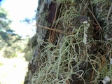 Usnea fragilescens image