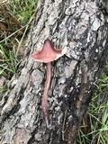 Mycena purpureofusca image