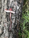 Mycena purpureofusca image