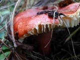 Russula rhodocephala image