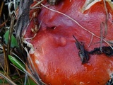 Russula rhodocephala image