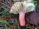 Russula rhodocephala image