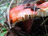 Russula rhodocephala image