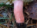 Russula rhodocephala image