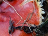 Russula rhodocephala image