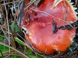 Russula rhodocephala image