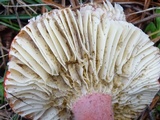 Russula rhodocephala image