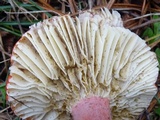 Russula rhodocephala image