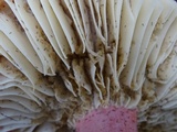 Russula rhodocephala image