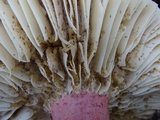 Russula rhodocephala image
