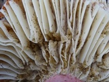 Russula rhodocephala image