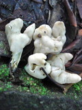 Helvella crispa image