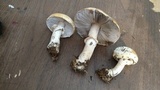 Agaricus moronii image