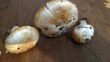 Agaricus moronii image