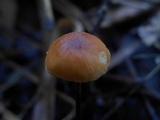 Rhizomarasmius pyrrhocephalus image