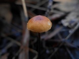Rhizomarasmius pyrrhocephalus image