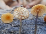 Rhizomarasmius pyrrhocephalus image