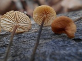 Rhizomarasmius pyrrhocephalus image