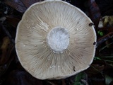 Lactarius argillaceifolius image