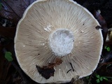 Lactarius argillaceifolius image