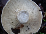 Lactarius argillaceifolius image