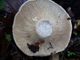 Lactarius argillaceifolius var. megacarpus image