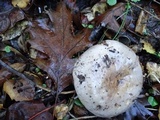 Lactarius argillaceifolius var. megacarpus image