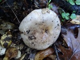 Lactarius argillaceifolius image