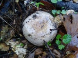 Lactarius argillaceifolius var. megacarpus image