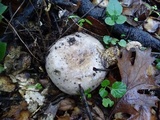 Lactarius argillaceifolius image