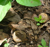 Scleroderma areolatum image