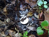 Lactarius argillaceifolius image