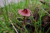 Mycena purpureofusca image