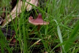 Mycena purpureofusca image