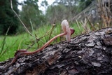 Mycena purpureofusca image