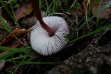 Mycena purpureofusca image