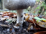 Amanita constricta image