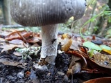 Amanita constricta image