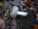 Amanita constricta image