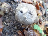 Amanita constricta image