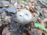 Amanita constricta image