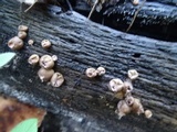Lycogala epidendrum image
