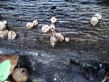 Lycogala epidendrum image