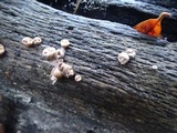 Lycogala epidendrum image