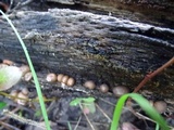 Lycogala epidendrum image