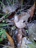 Lycogala epidendrum image