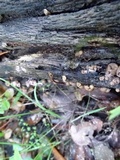 Lycogala epidendrum image