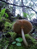 Pluteus exilis image