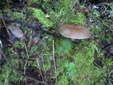 Pluteus exilis image