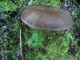 Pluteus exilis image